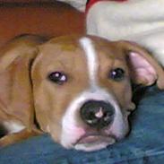 Amerikansk staffordshire terrier lego
