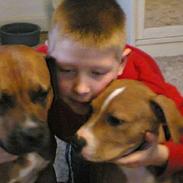 Amerikansk staffordshire terrier lego