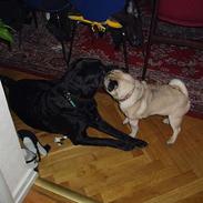 Labrador retriever (shotty kælenavn)(Død):'(