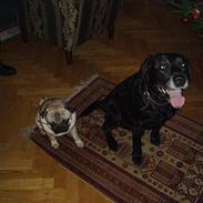 Labrador retriever (shotty kælenavn)(Død):'(