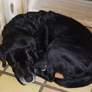 Labrador retriever (shotty kælenavn)(Død):'(