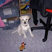 Blanding af racer Blondie