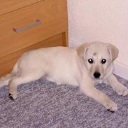 Blanding af racer Blondie