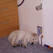 Blanding af racer Blondie