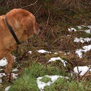 Broholmer Sibilja (død)