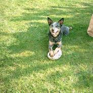 Australsk cattledog Ando