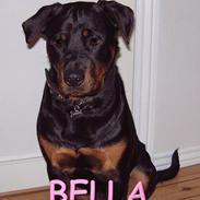 Rottweiler BELLA