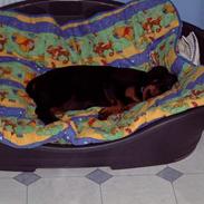 Rottweiler BELLA