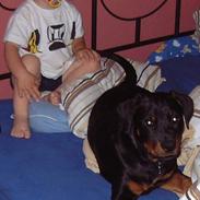 Rottweiler BELLA