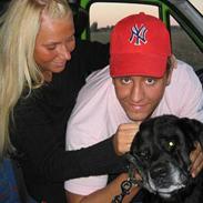 Labrador retriever graif