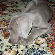 Weimaraner Frk. Smilla 2005 - død