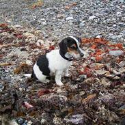 Jack russell terrier SPOT