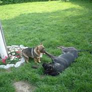 Blanding af racer Jenna