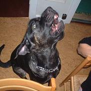 Blanding af racer Jenna