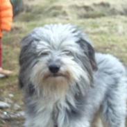 Blanding af racer blakk