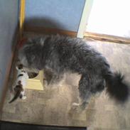 Blanding af racer blakk