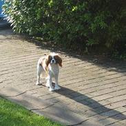 Cavalier king charles spaniel Molly