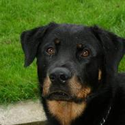 Rottweiler cocio