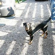 Rottweiler cocio