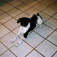 Dansk svensk gaardhund prik