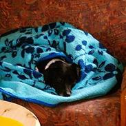 Dansk svensk gaardhund prik