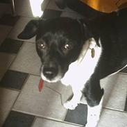 Dansk svensk gaardhund prik