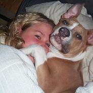 Amerikansk staffordshire terrier Tyson