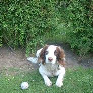 Engelsk springer spaniel Fiffi