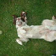 Engelsk springer spaniel Fiffi