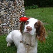 Engelsk springer spaniel Fiffi