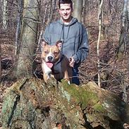 Amerikansk staffordshire terrier Tyson