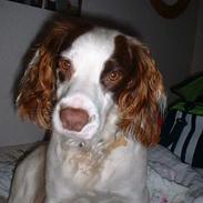 Engelsk springer spaniel Fiffi