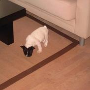 Fransk bulldog Kenzo