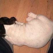 Fransk bulldog Kenzo