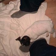 Fransk bulldog Kenzo