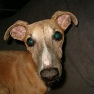 Whippet Goldie