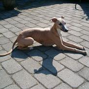 Whippet Goldie