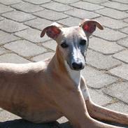 Whippet Goldie