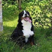 Berner sennenhund Riddersholm´s Eiki