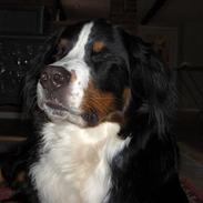 Berner sennenhund Riddersholm´s Eiki