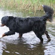 Berner sennenhund Riddersholm´s Eiki