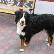 Berner sennenhund Riddersholm´s Eiki