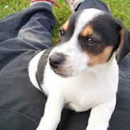 Jack russell terrier SPOT