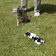 Jack russell terrier SPOT