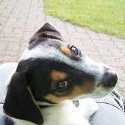 Jack russell terrier SPOT
