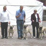 Bullmastiff Håkon, Downland`s Hot An`