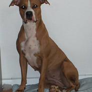Amerikansk staffordshire terrier Freja