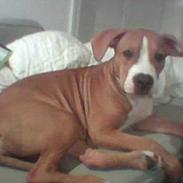 Amerikansk staffordshire terrier Freja