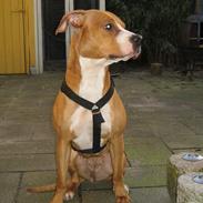 Amerikansk staffordshire terrier Freja