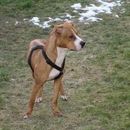 Amerikansk staffordshire terrier Freja